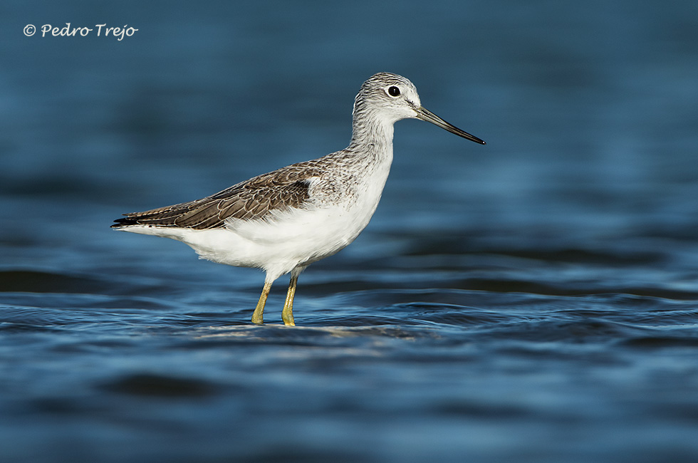 Archibebe Claro (Tringa nebularia)